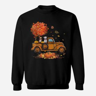 Boxer Pumpkins Truck Autumn Leaf Fall Thanksgiving Gifts Sweatshirt | Crazezy UK