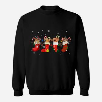 Squirrel In Socks Celebrates Xmas Funny Santa Hat Christmas Sweatshirt | Crazezy