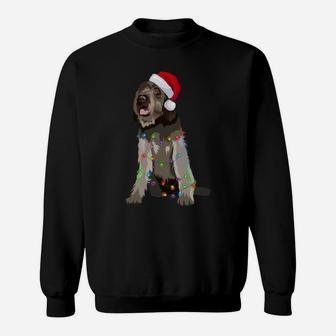Wirehaired Pointing Griffon Christmas Lights Xmas Sweatshirt Sweatshirt | Crazezy