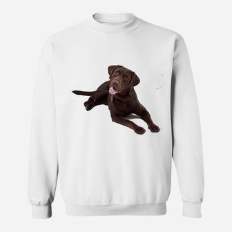 Chocolate Labrador Sweatshirt | Crazezy