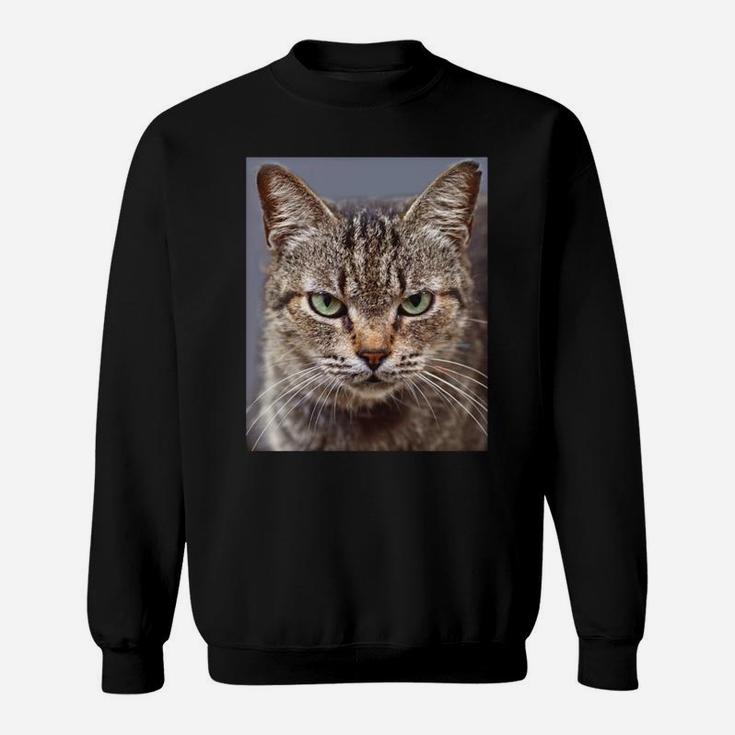 Funny Tabby Cat Chocolate Lovers Sweatshirt Sweatshirt